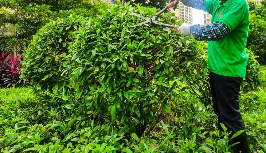 偃师城市绿化是什么单位